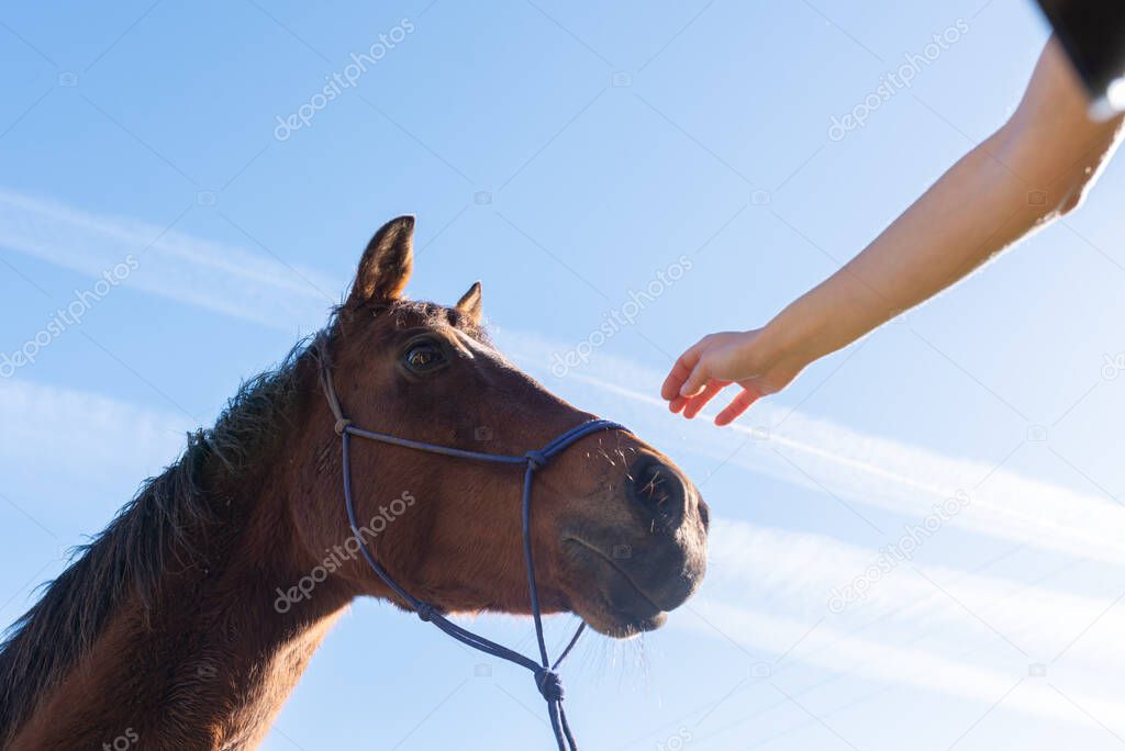 view from below of an unknown person's hand stroking a beautiful horse on a sunny day with the blue sky in the background. pets concept.