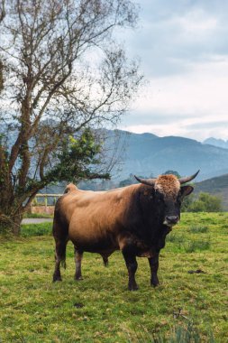 Asturias 'ta bir tarlada otlayan güzel bir boğa. Avrupa 'nın zirveleri arka planda.
