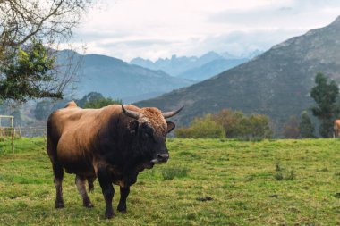 Asturias 'ta bir tarlada otlayan güzel bir boğa. Avrupa 'nın zirveleri arka planda.