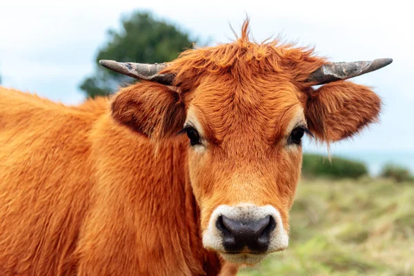 Vaca Marrón Joven Con Cuernos Pequeños Mirando Cámara Disparo Cerca —  Fotos de Stock