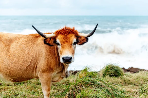 Vaca Marrón Adulta Pastando Libre Campo Con Mar Fondo Extenso —  Fotos de Stock