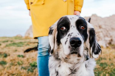 Siyah ve beyaz safkan İngiliz setter köpeği ve şaşı sarı ceketli tanınmayan biri tarafından gezdiriliyor. Komik köpek. tembel göz.
