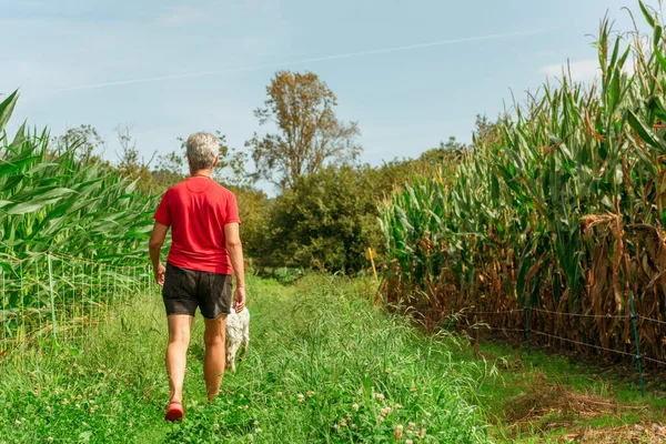 Elderly person with his back turned walking his dog through the green field of cornfields on a hot summer day. retirement concept. enjoying the summer.