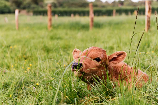 Ternero Recién Nacido Acostado Campo Entre Las Hierbas Medio Ambiente — Foto de Stock