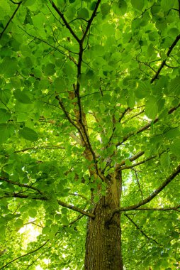 Yeşil kayın ormanı geçmişi. Ağaçlar ve doğa