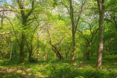 Yeşil kayın ormanı geçmişi. Ağaçlar ve doğa