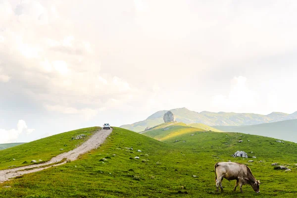 牛と牧歌的な風景の中に山道をオフロード車の運転 — ストック写真