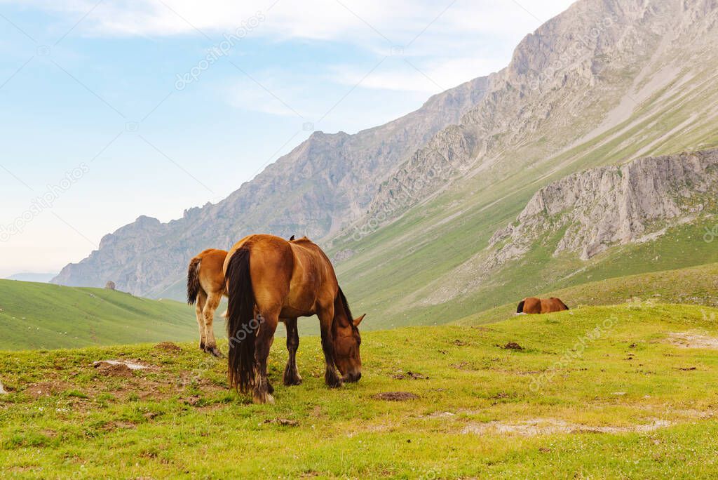 herd of wild horses grazing peacefully and free on the mountain.