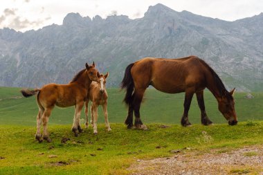 İki genç at ve dağda otlayan bir yetişkin. Picos de europa Parkı, İspanya.