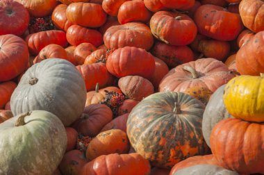 Çok güzel olgun sarı, turuncu, sarı sıcak ve olgunlaşmamış balkabakları bir araya toplanmış.