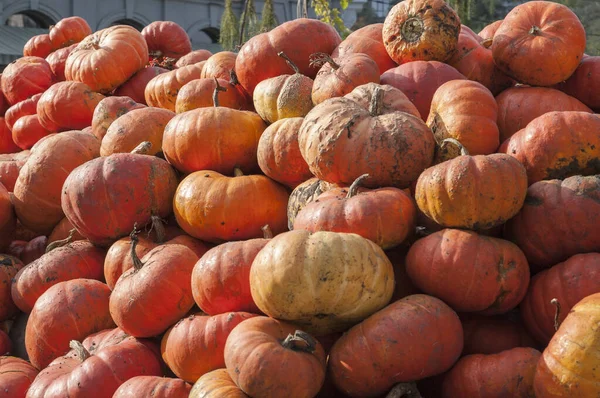 Viele Große Flache Reife Orangefarbene Kürbisse Liegen Übereinander Einem Haufen — Stockfoto