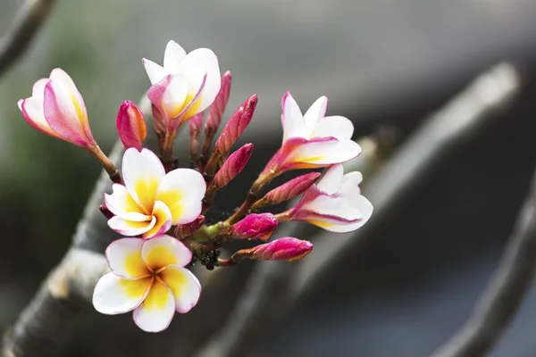 Plumeria flowers, white flowers mixed with red. make a background.