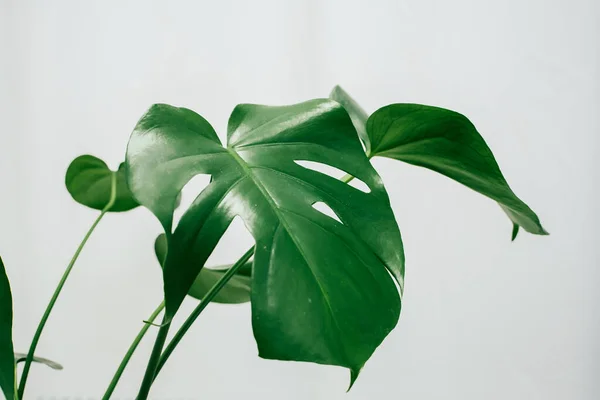 Monstera en un interior moderno, el concepto de minimalismo — Foto de Stock