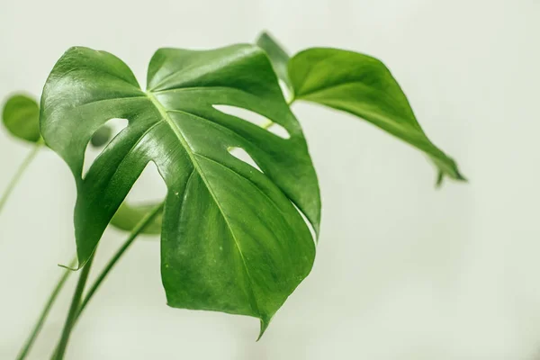 Monstera a modern belső térben, a minimalizmus fogalma — Stock Fotó