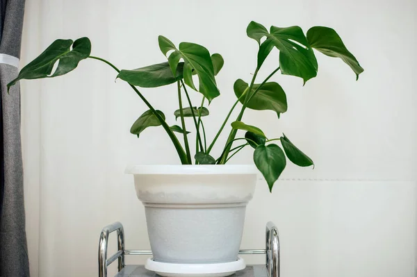 Monstera en una olla blanca en el interior de una casa. Plantas caseras. — Foto de Stock