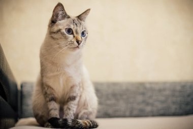 Gri çizgili beyaz bir kedi kanepede oturur ve başka tarafa bakar.