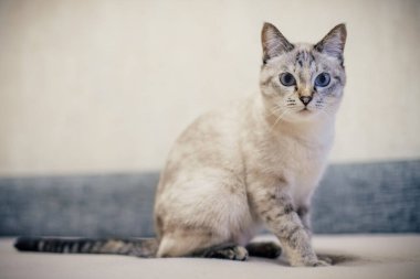 Gri şeritli beyaz bir kedi kanepeye oturur ve doğrudan kameraya bakar.