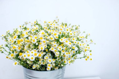 Vazoda bir buket beyaz papatya ya da beyaz arka planda çelik kova.