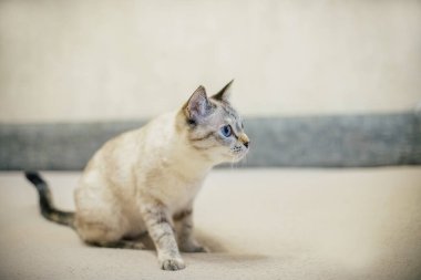 Gri çizgili beyaz bir kedi kanepede oturur ve başka tarafa bakar.