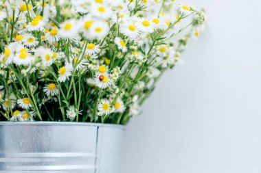 Vazoda bir buket beyaz papatya ya da beyaz arka planda çelik kova.