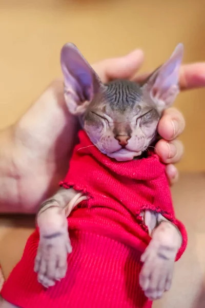 Sphynx kitten in red clothes lies on its back — Stock Photo, Image