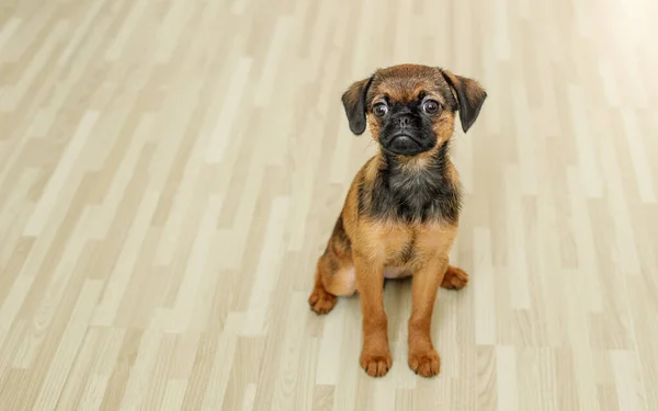 Pequeno cão Brabancon senta-se no fundo de um piso feito de parquet luz rústica — Fotografia de Stock