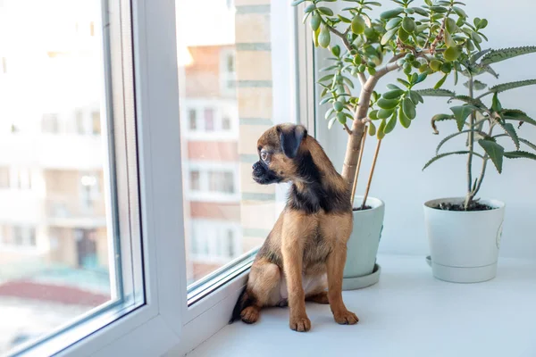 Pequeno cão Brabancon senta-se na janela ao lado de flores — Fotografia de Stock