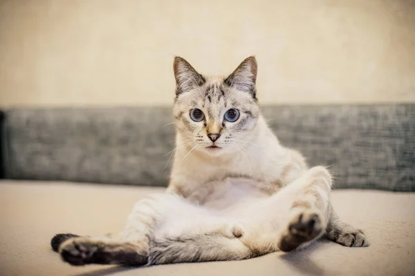 Gatto siamese viene lavato sdraiato su un divano beige — Foto Stock