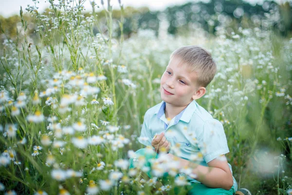 Ein blonder Junge im blauen Hemd steht in einem Kamillenfeld — Stockfoto