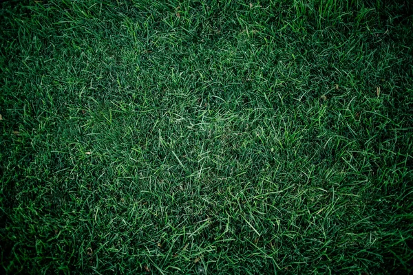 Dark green grass for background. Dark green lawn. background close-up.