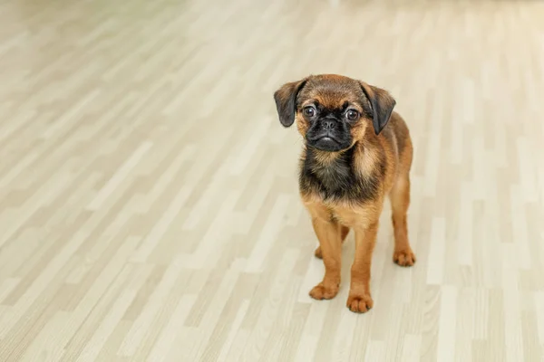Pequeno cão Brabancon fica no fundo de um piso feito de parquet luz rústica — Fotografia de Stock