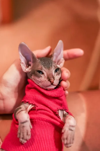 Sphynx kitten in red clothes lies on its back — Stock Photo, Image