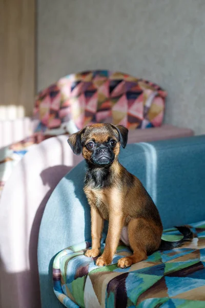 Pequeno cão Brabancon sentado no sofá enfiado em um cobertor em um triângulo colorido — Fotografia de Stock
