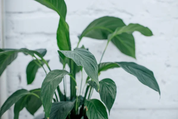 Una flor verde interior en una maceta blanca se coloca en la mesita de noche contra una pared de ladrillo blanco — Foto de Stock