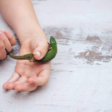small green emerald lizard in childrens hands on a white background