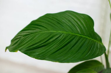 Huge green leaf of houseplant against white wall background