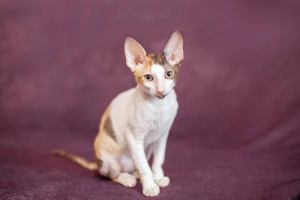 Korthårig vit katt med beige fläckar på en vinröd bakgrund — Stockfoto