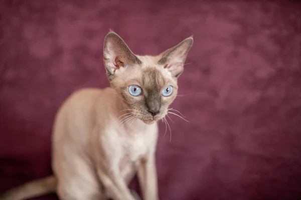 Siamese släthårig katt sitter på körsbärsfärgad soffa — Stockfoto