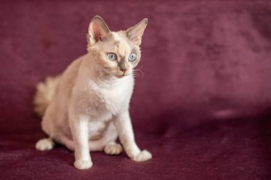 Burgundy arka planında bej lekeli kısa saçlı beyaz kedi.