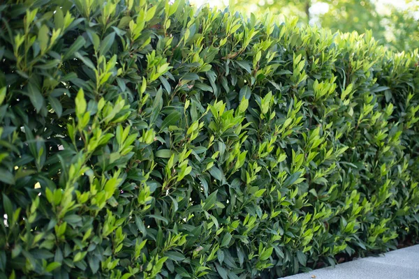 Tea plantation. Tea production. Camellia — Stock Photo, Image