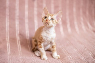 Bej çizgili kısa saçlı beyaz kedi bej bir yatak örtüsünde oturuyor..