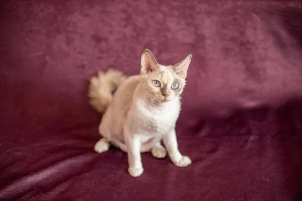 Krátkosrstá bílá kočka s béžovými skvrnami na vínově zbarveném pozadí — Stock fotografie