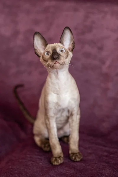 Siamés de pelo liso gato se sienta en color cereza sofá —  Fotos de Stock
