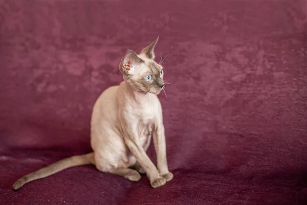 Siamese gato de cabelos lisos senta-se no sofá de cor cereja — Fotografia de Stock