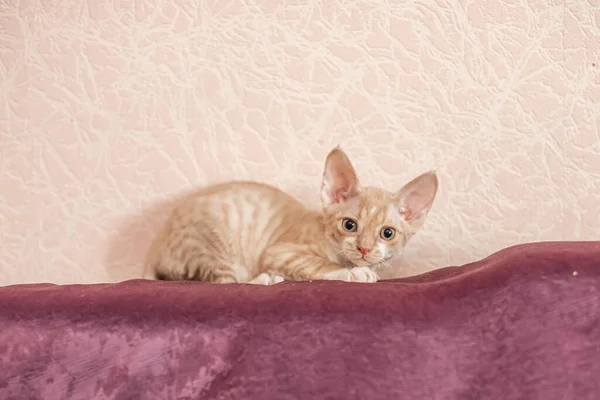 Kortharige witte kat met beige strepen op een bordeaux bank — Stockfoto
