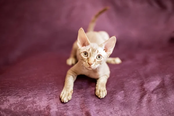 Siamská hladkosrstá kočka sedí na pohovce třešňové barvy — Stock fotografie