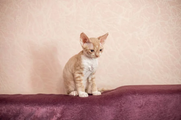 Korthårig vit katt med beige ränder på en vinröd soffa — Stockfoto