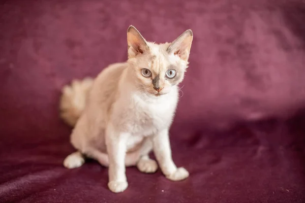 Krátkosrstá bílá kočka s béžovými skvrnami na vínově zbarveném pozadí — Stock fotografie