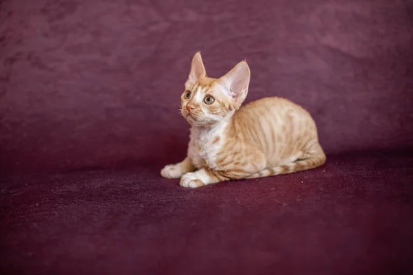 Korthårig vit katt kattunge med beige ränder på en vinröd bakgrund — Stockfoto