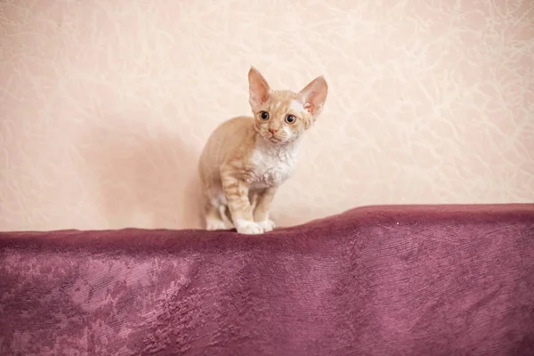 Krótkowłosy biały kot z beżowymi paskami na burgundowej kanapie — Zdjęcie stockowe